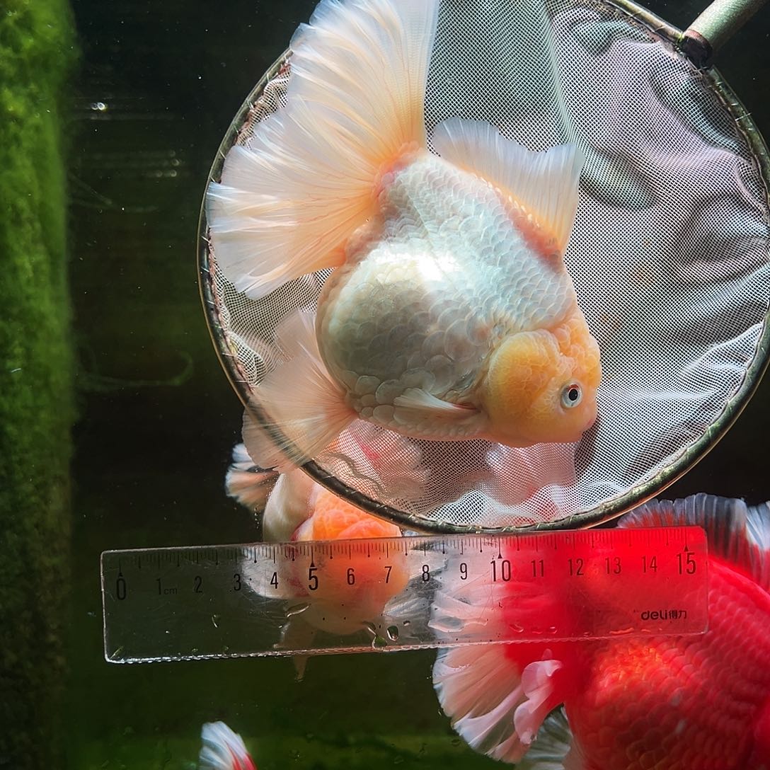 金鱼冷水金鱼百褶泰狮