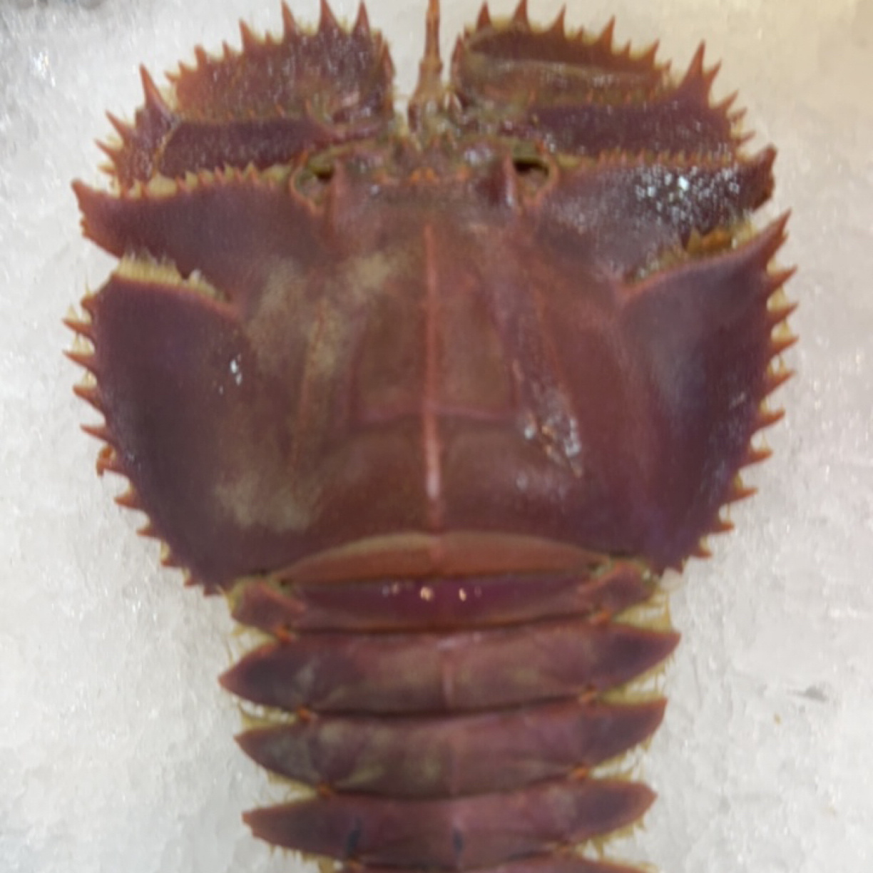 福利琵琶虾150二斤稀有海鲜嘎嘎鲜