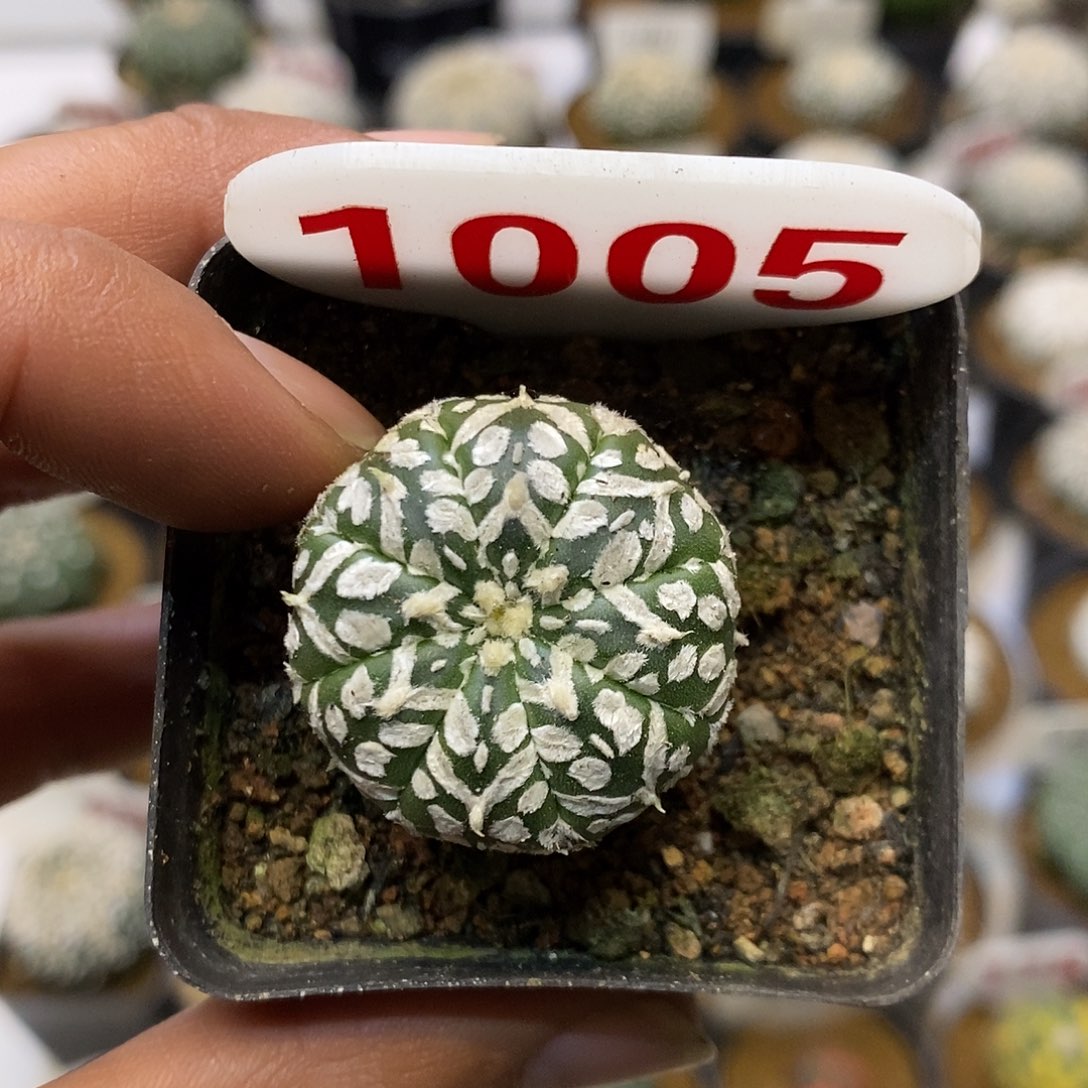 1005福利特价咯啦了