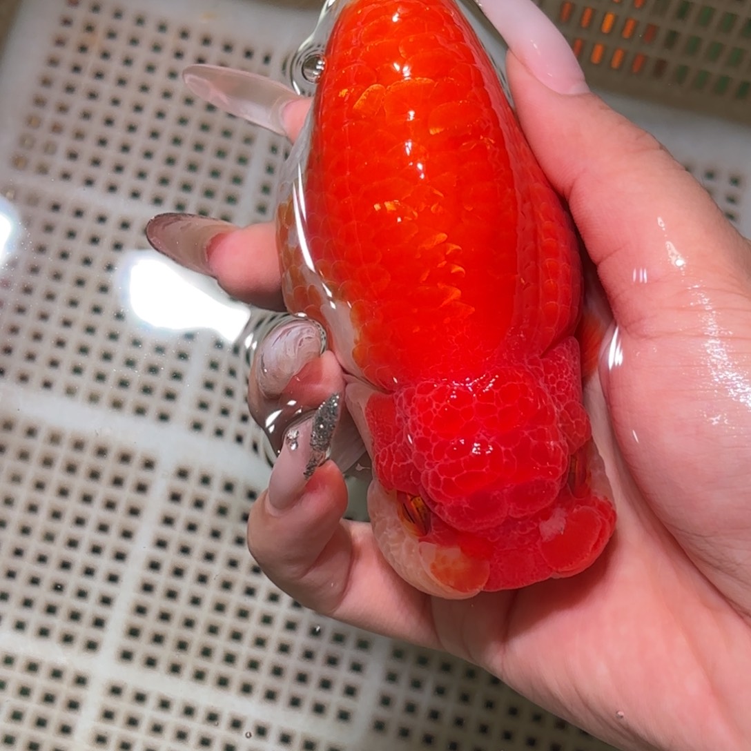 二***子金鱼拍包装包邮，不拍包装运费到付