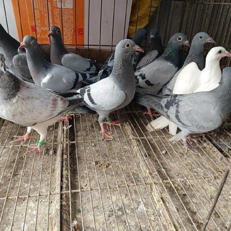 （直播专用链接）鸟信信鸽肉直播间选链接