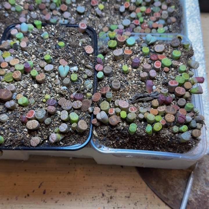 小**酱多肉植物的生长发育101