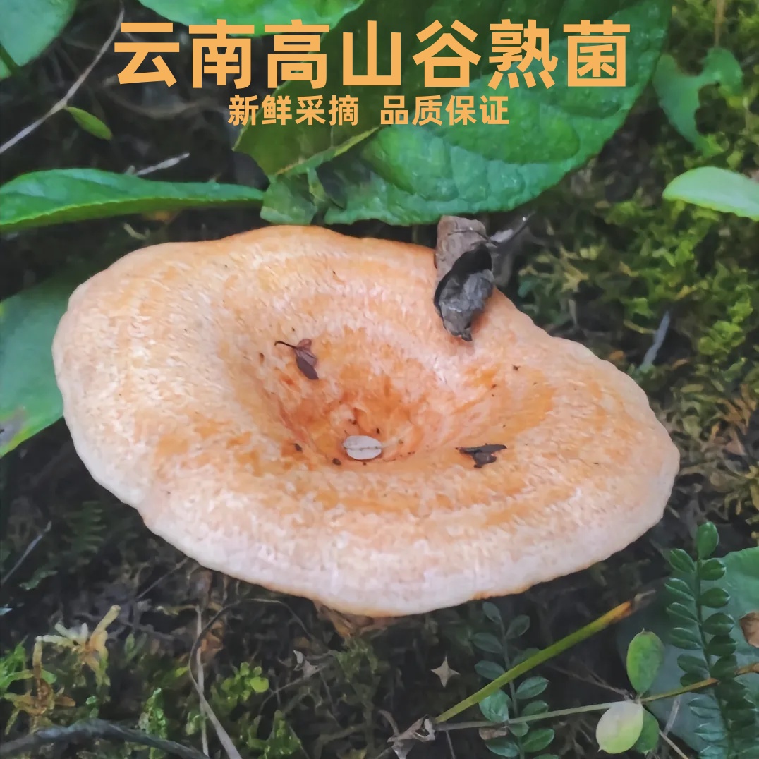 【中秋专享】云南纯野生新鲜食用谷熟菌1斤/2斤