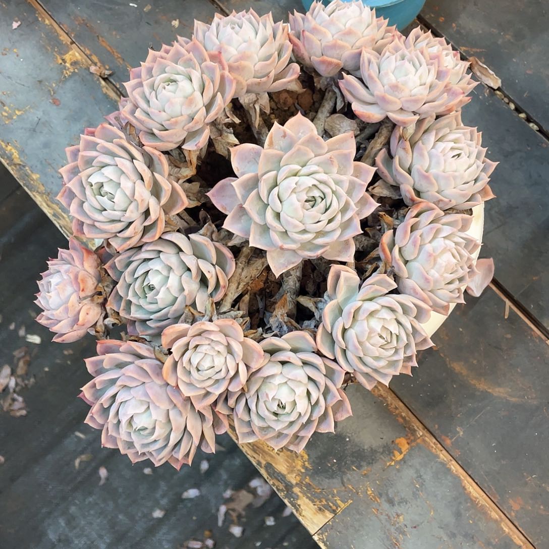 小*多肉植物一物一拍