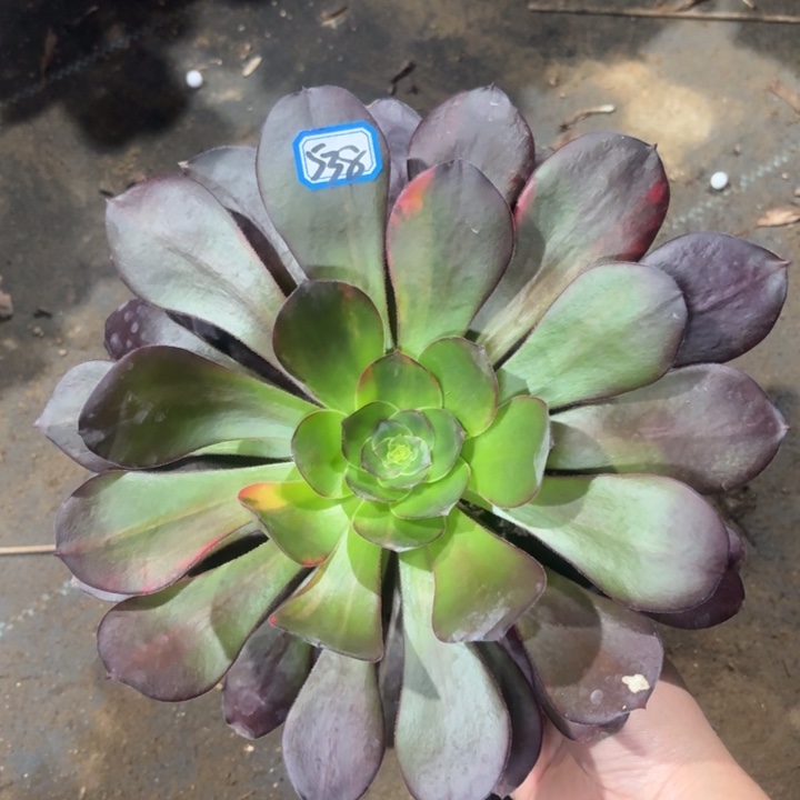 一物一拍多肉巫毒七彩538