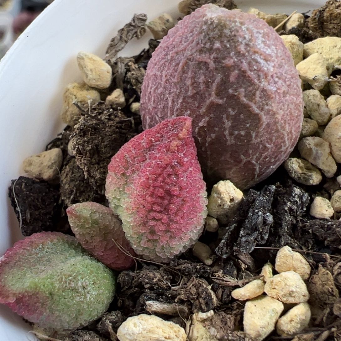 134号赛服部大苗多肉植物