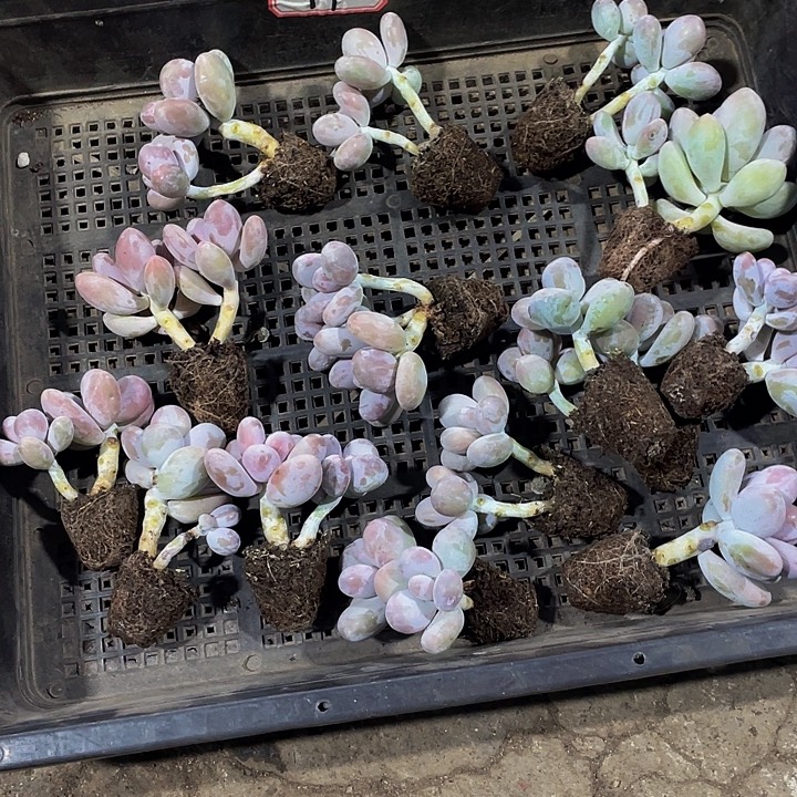 神***良14号筐带土发货一堆