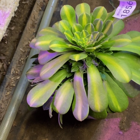 翡翠琉璃多肉植物1856