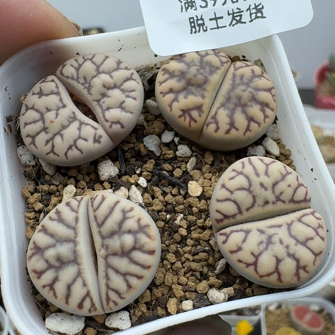 845多肉哈哈哈哈哈哈哈哈