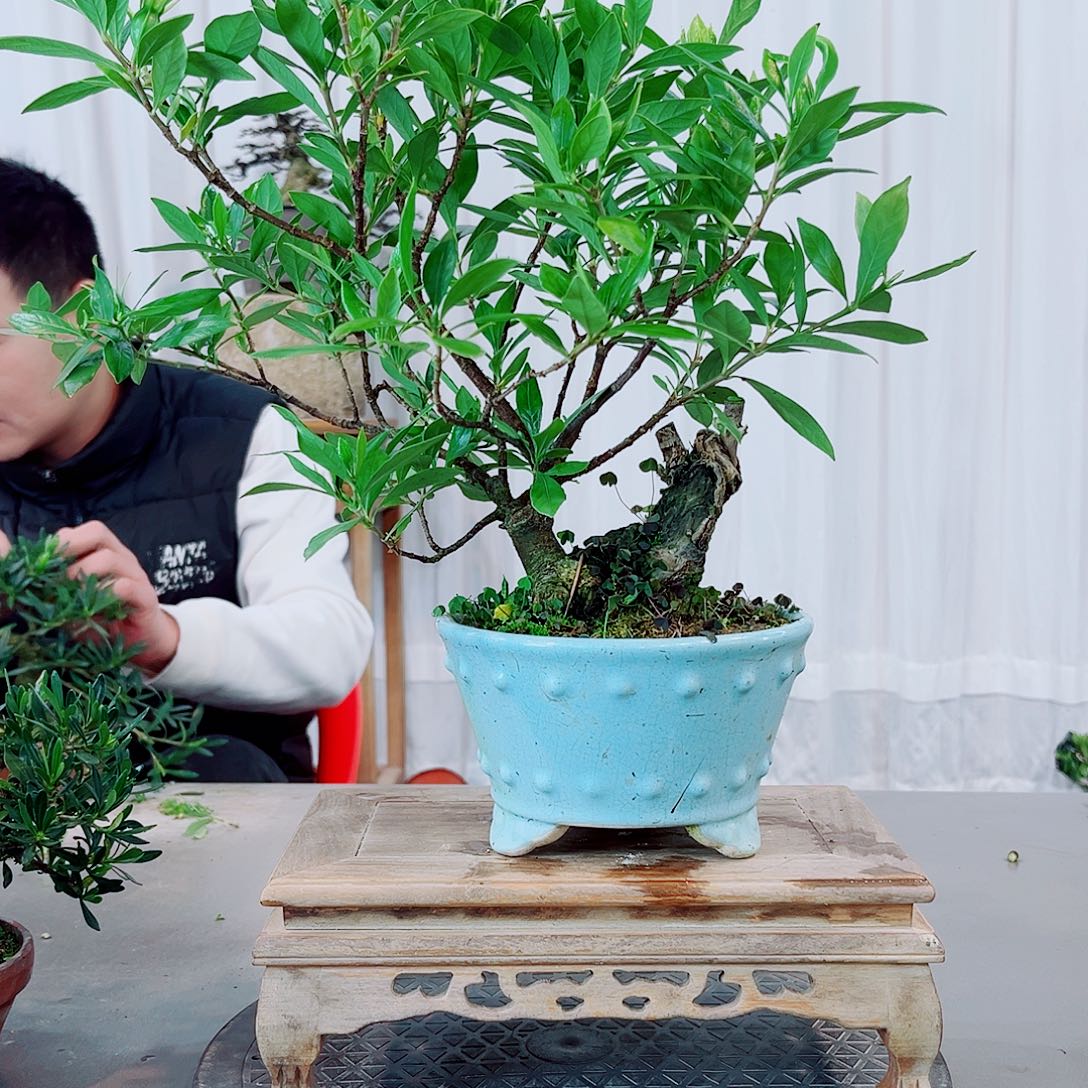 卡***啦海岛栀子花花花花