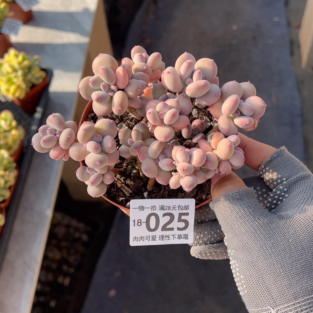 苹果奶多肉多肉多肉多肉多肉