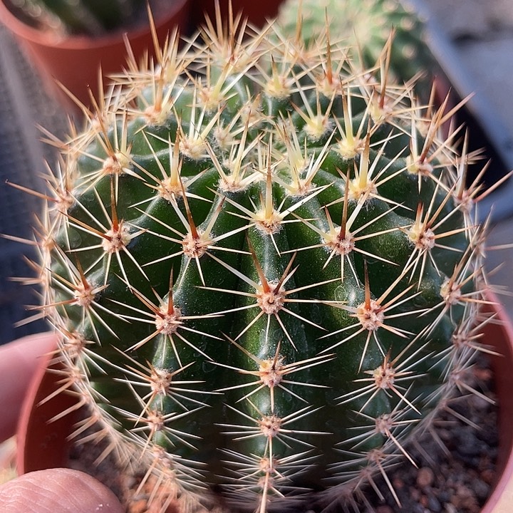 实生黄白刺彩草带盆土