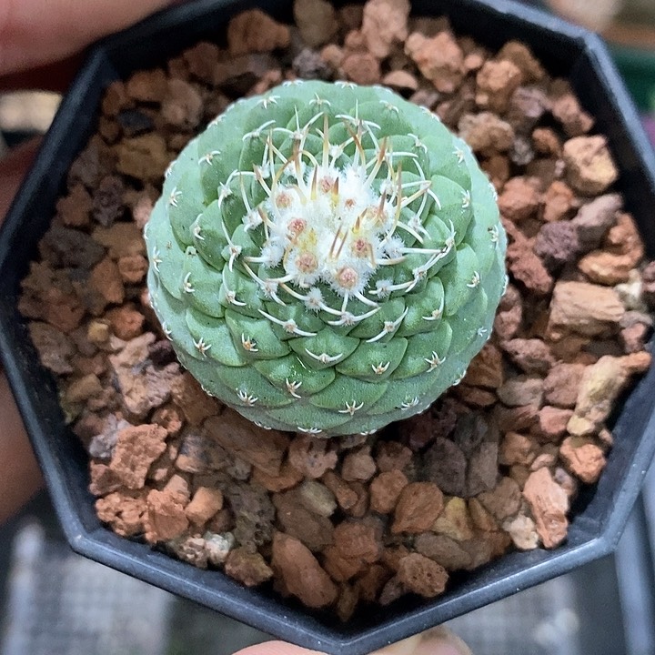 孤品实生完美球型菊水仙人球3.4cm带花苞