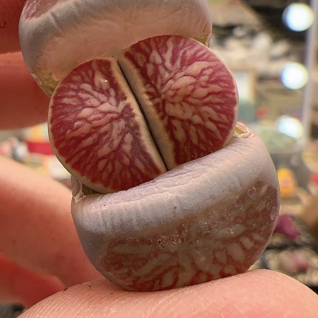 【闪购商品】179 女神节福利