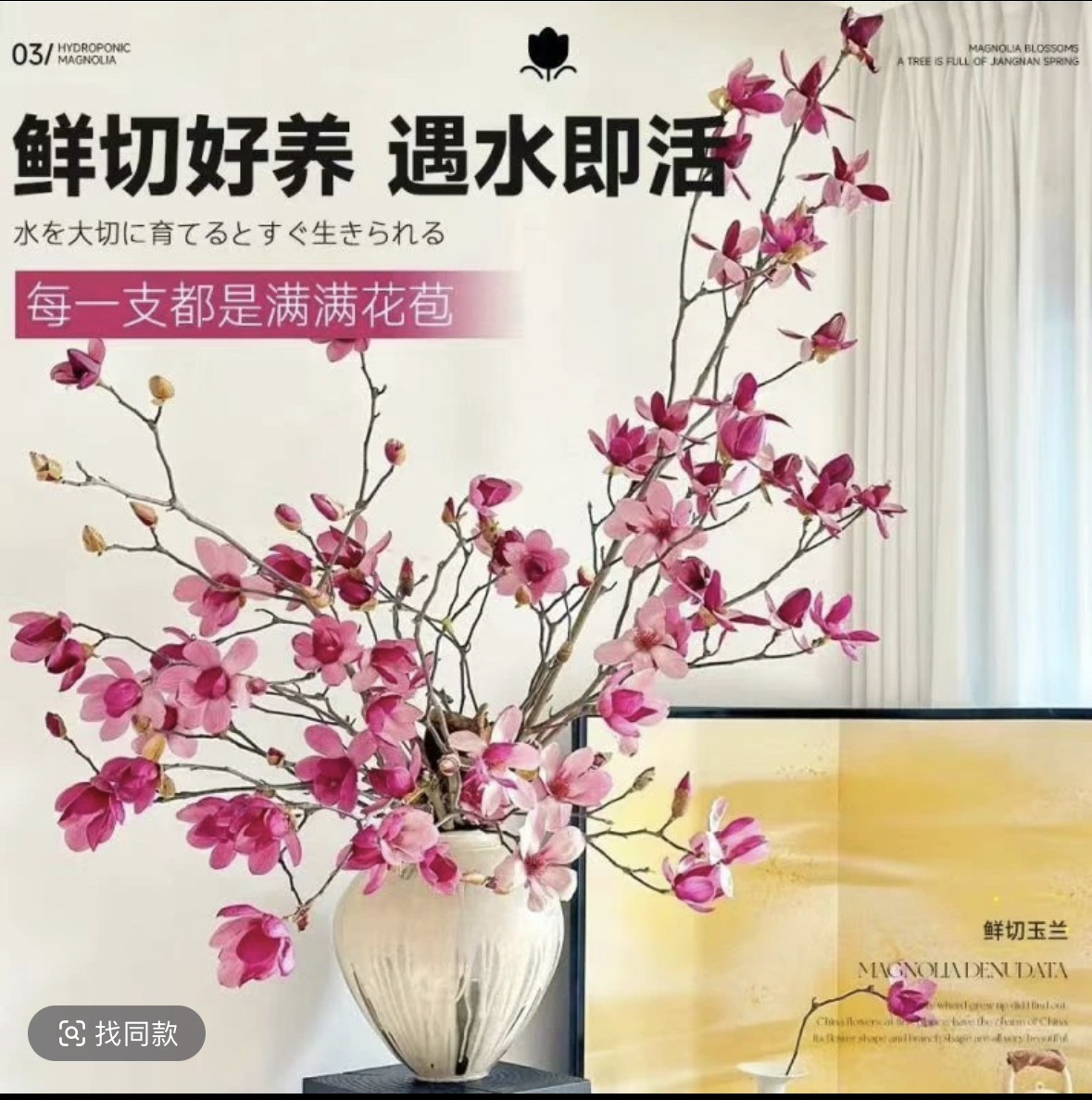 水培玉兰花带花苞浓香型遇水开花适合客厅卧室摆放