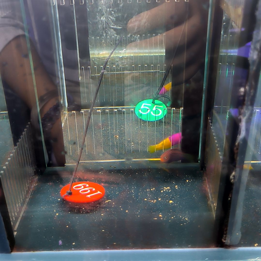 海水鱼六线龙9-70-199