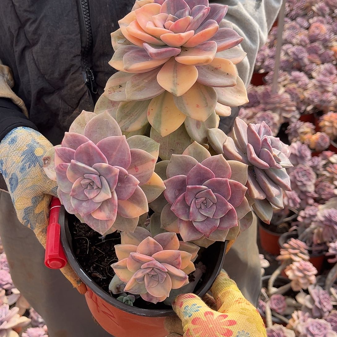 逆**行多肉植物紫乐景A2