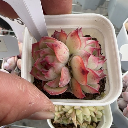 48勾魂仙子满18包邮多肉