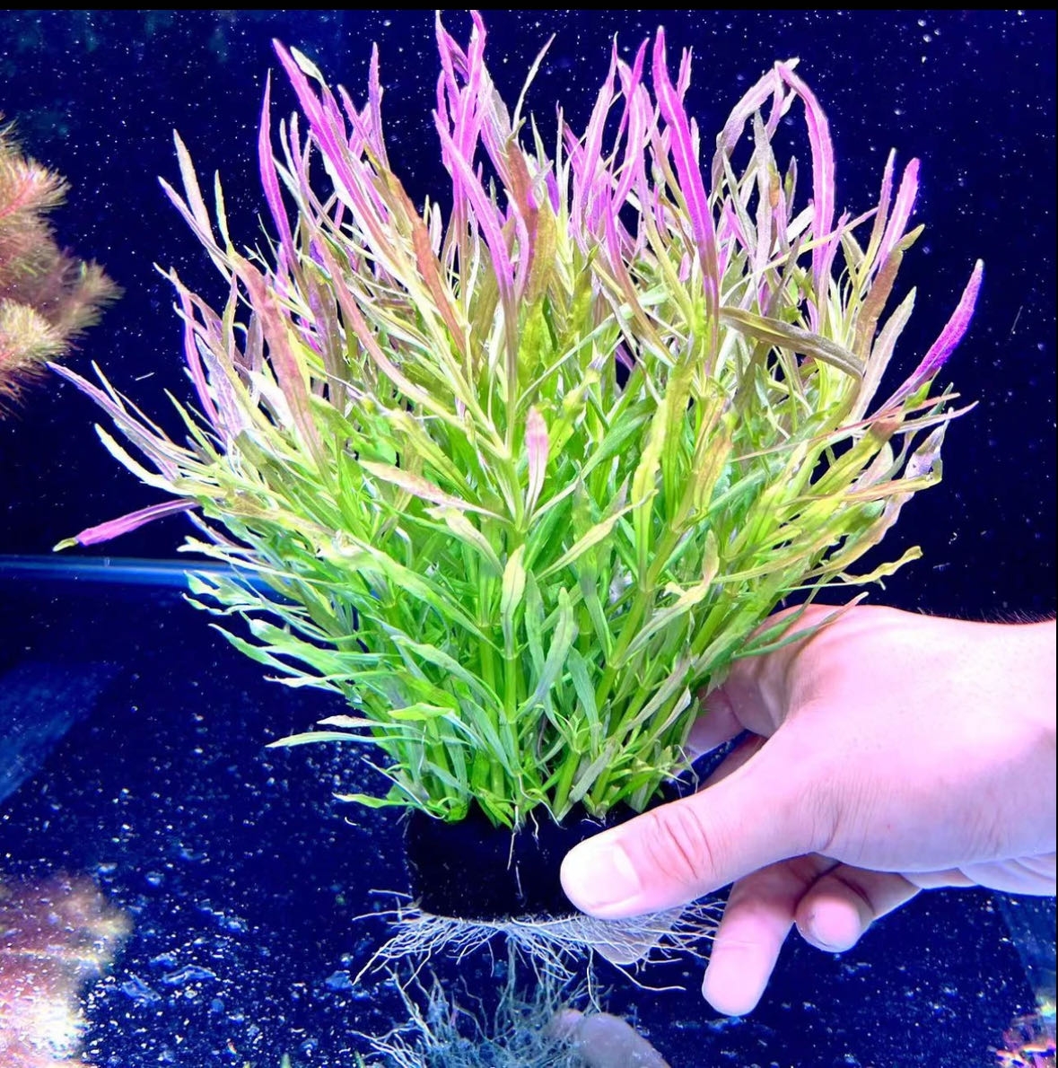【巴西百叶坨草】新手懒人水草 鱼缸净化水质增氧
