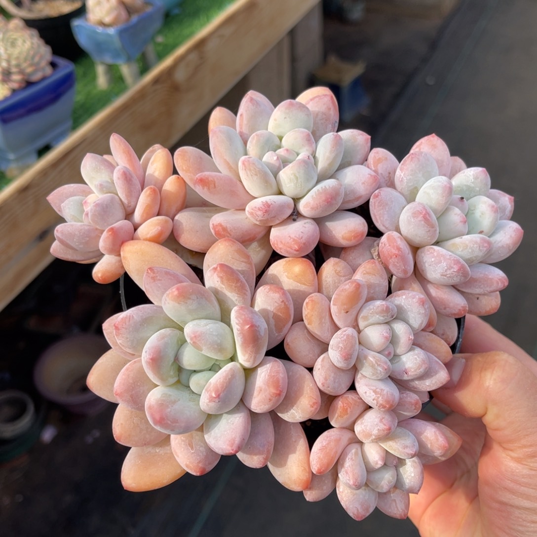 香水 一物一拍不支持退换