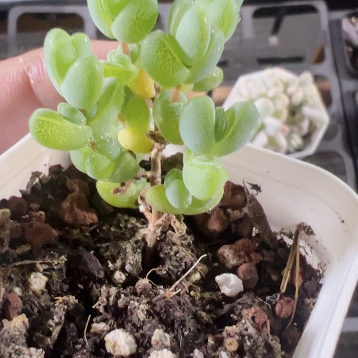 *️****元宝枝干精品多肉植物