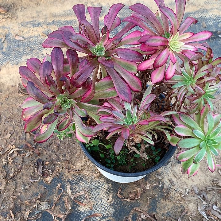 仙*球多肉植物美姬14号