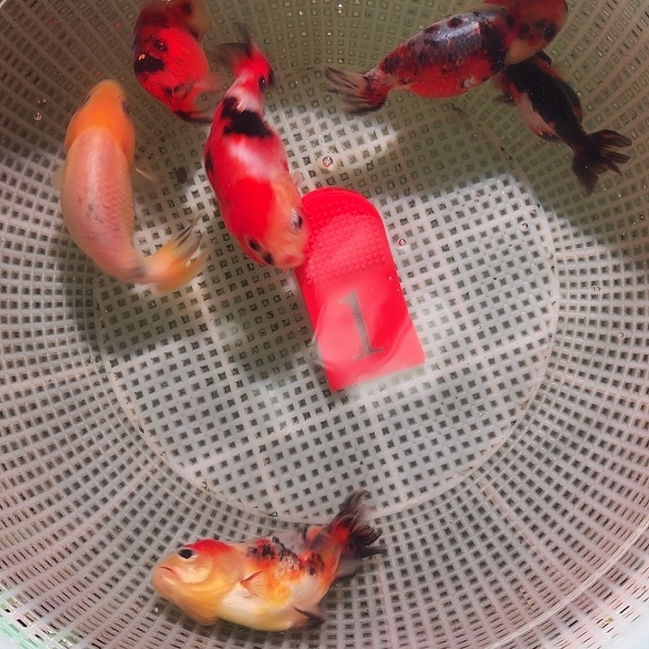 金鱼1号尺寸4-6区间