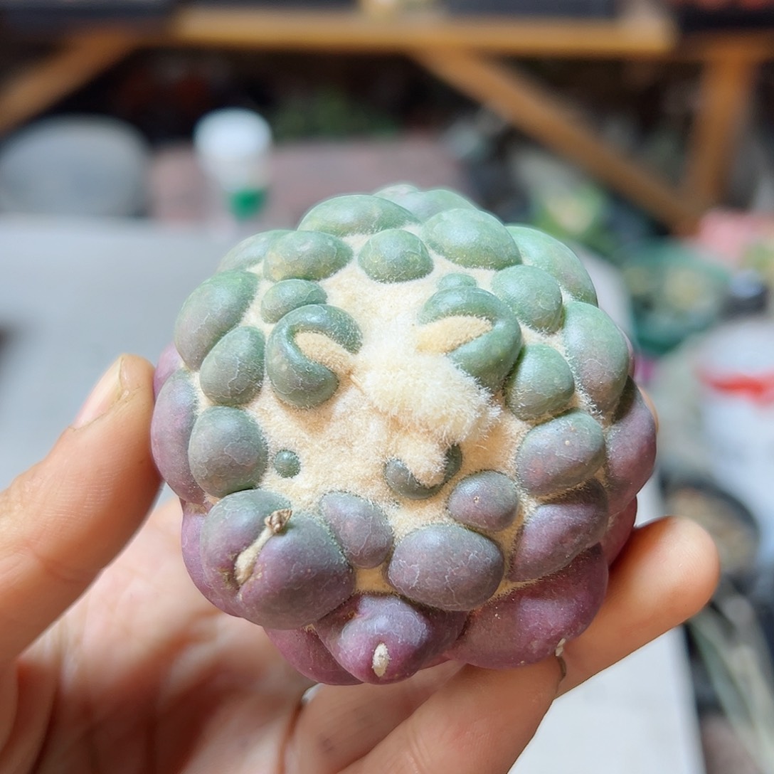 17号自根紫肌无刺象牙6.2公分