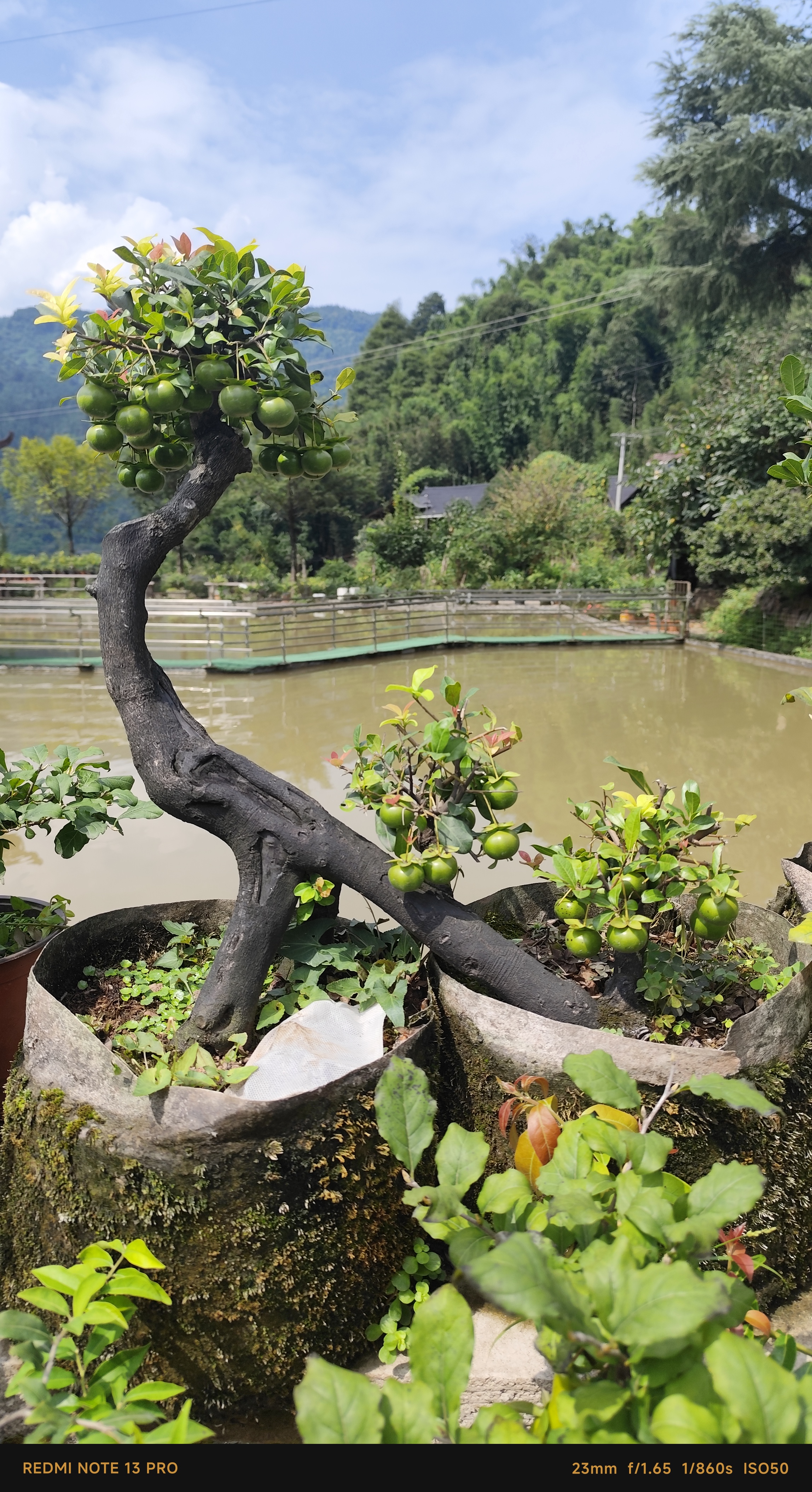 金弹子一物一拍盆景花卉绿植以直播间拍为准（直拍不发）