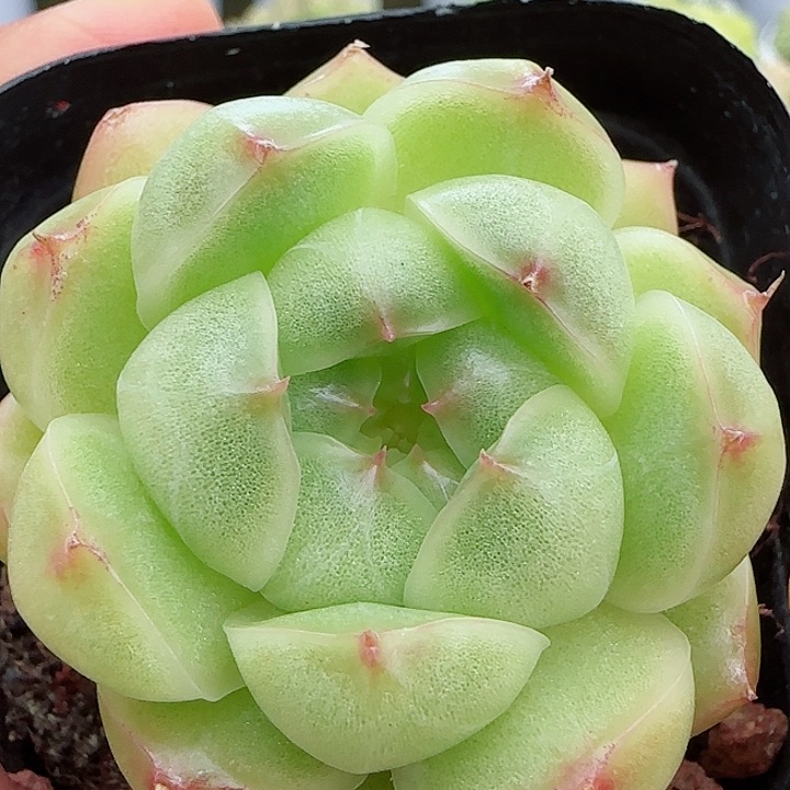 【闪购商品】0524-96包子麦杆