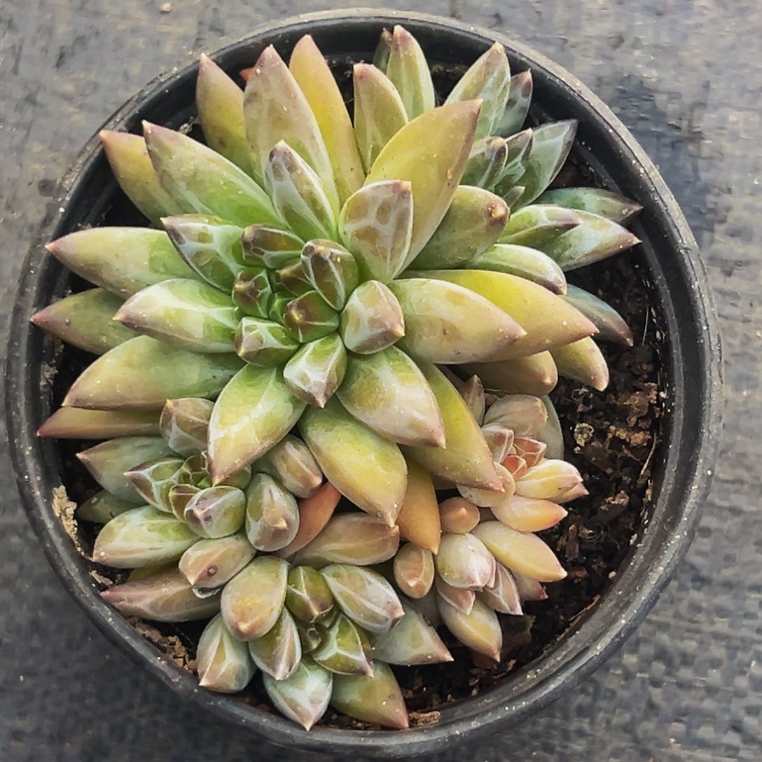 桔云多肉美人精品系列