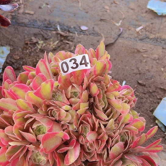 仰****羊多肉植物一个