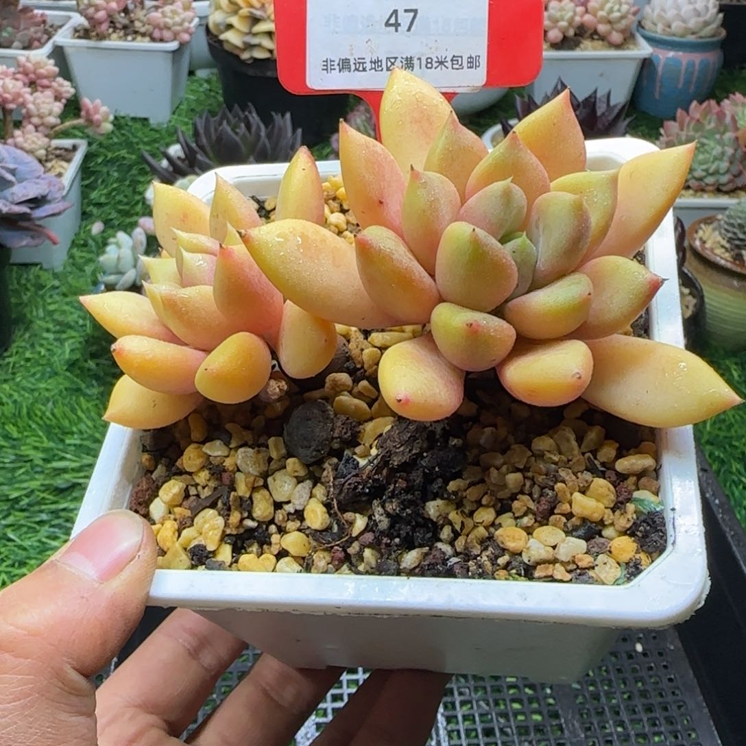 解忧植物多肉编号47