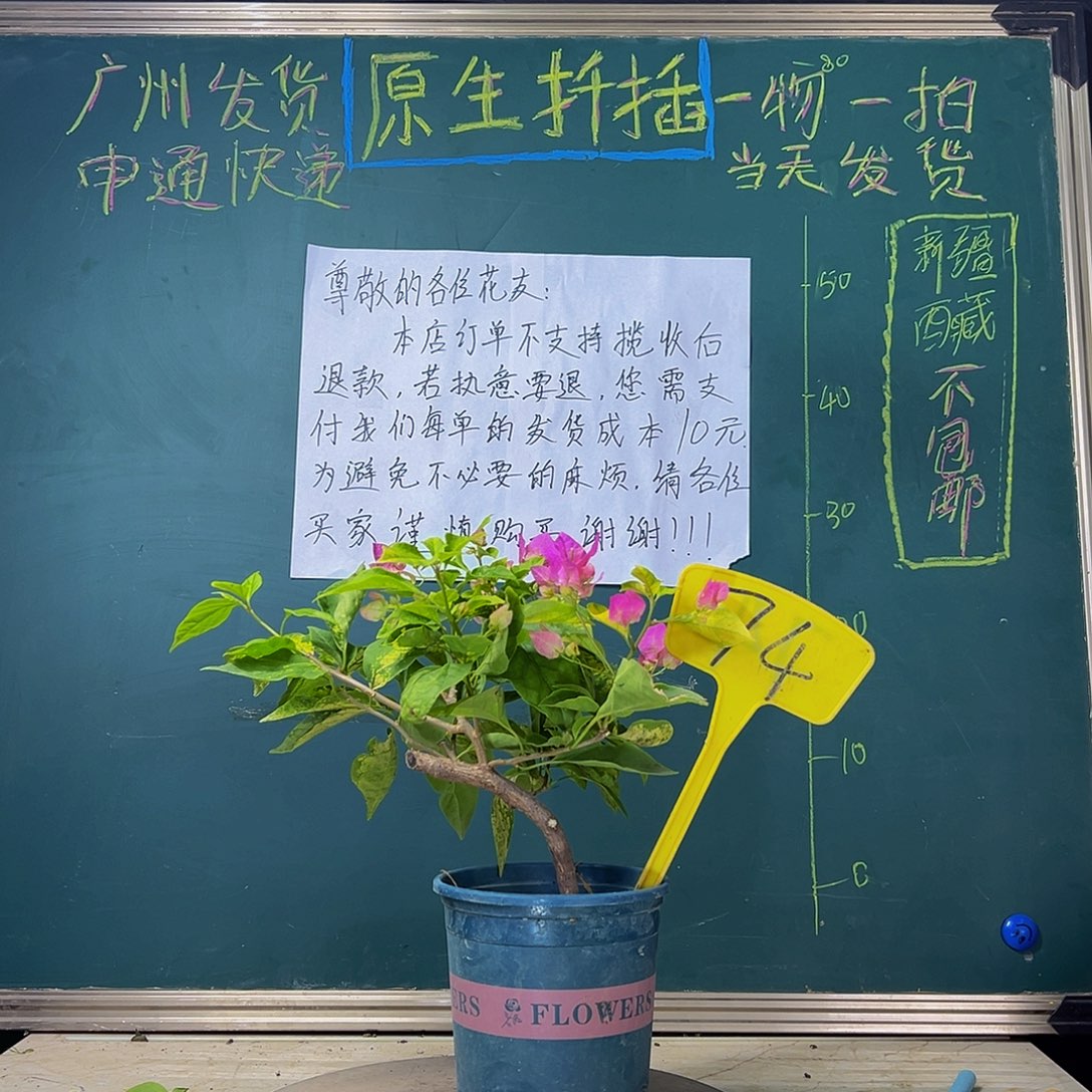 当前无花栽培后可以开花 粗弯杆  74