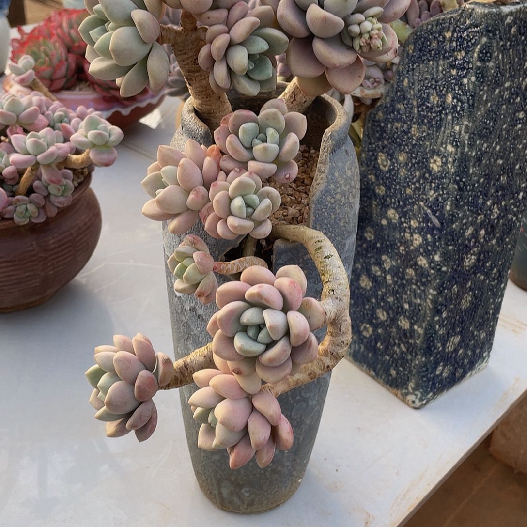 美人杂交多肉多肉多肉