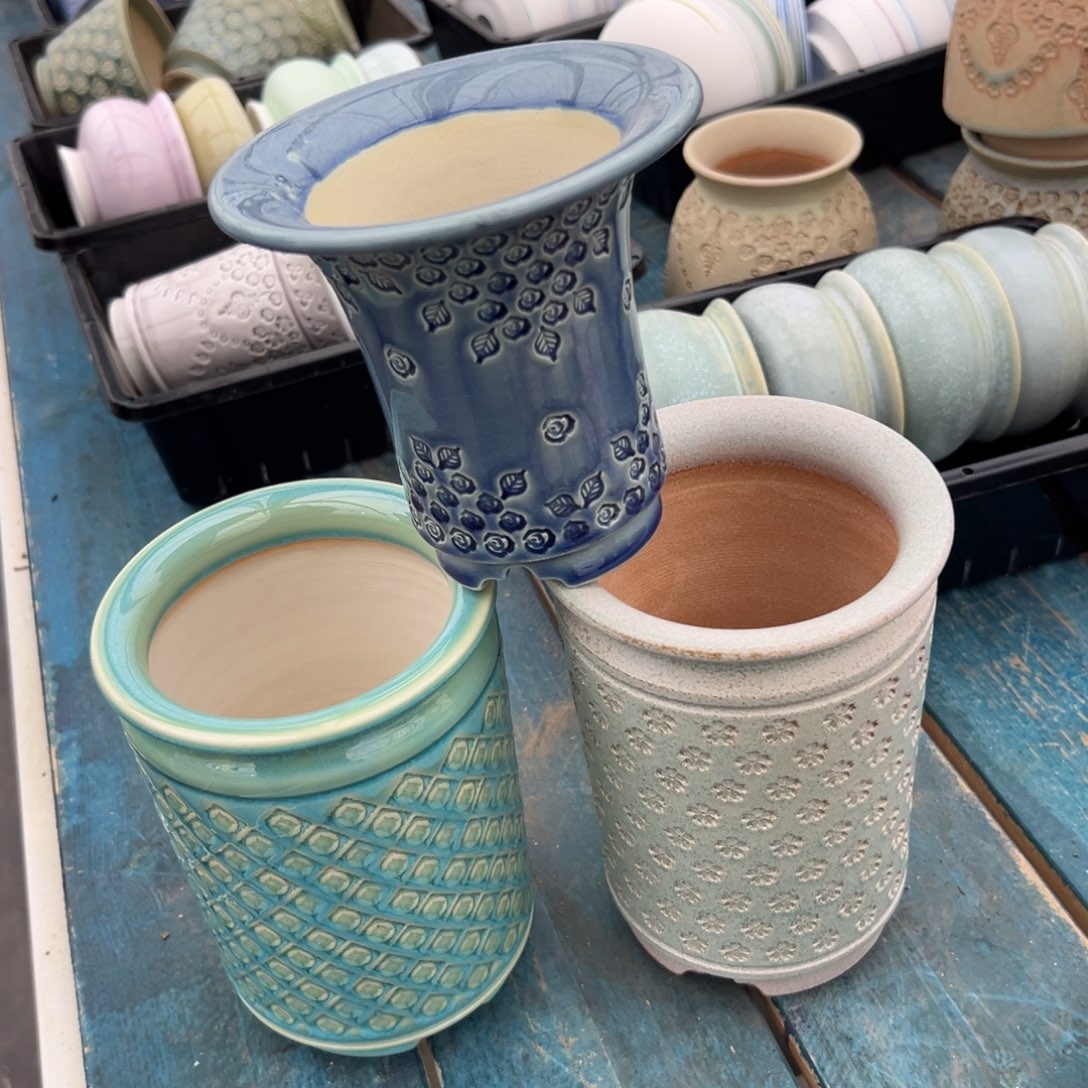 多肉精选编号0116.72