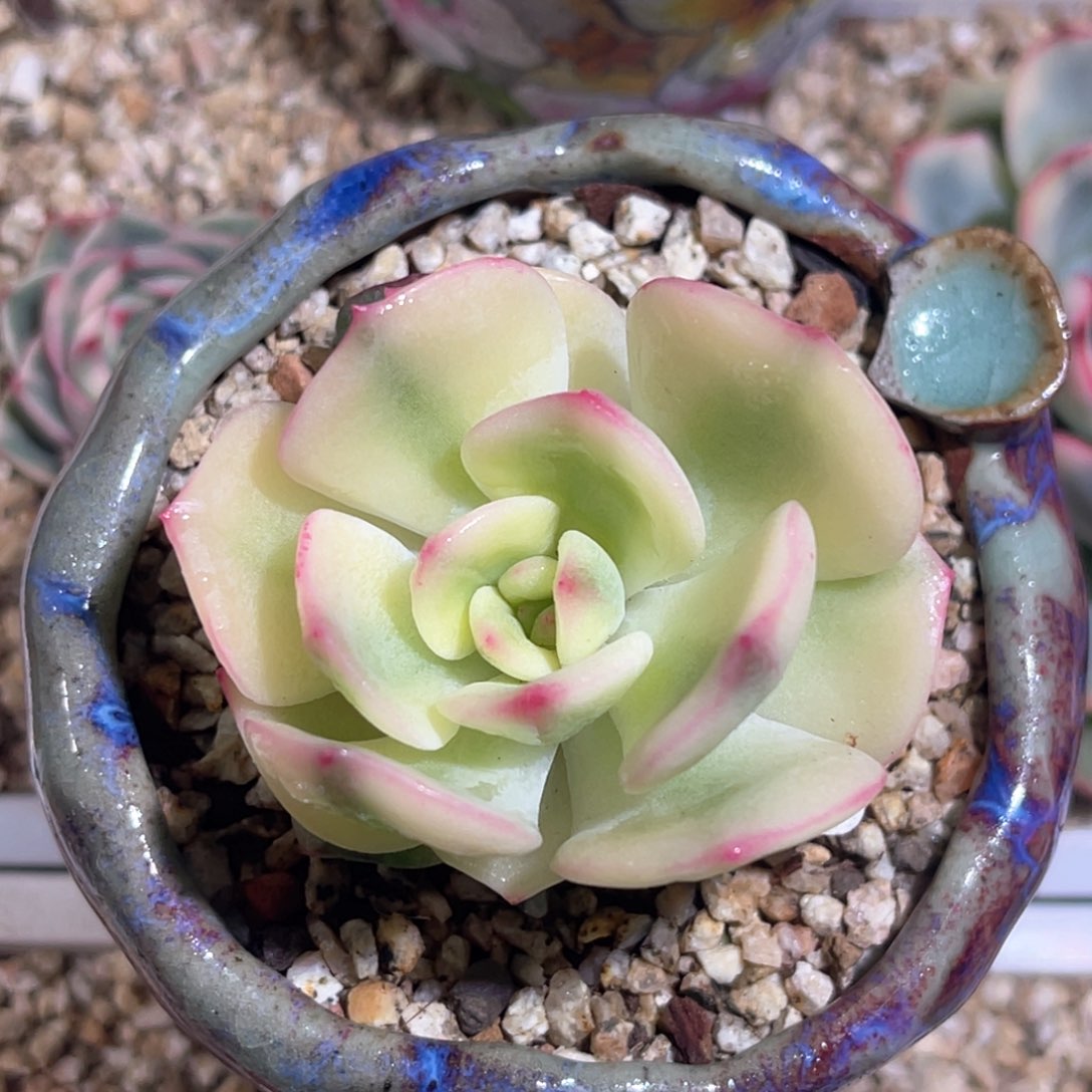 多肉特价三文鱼锦头盖6820