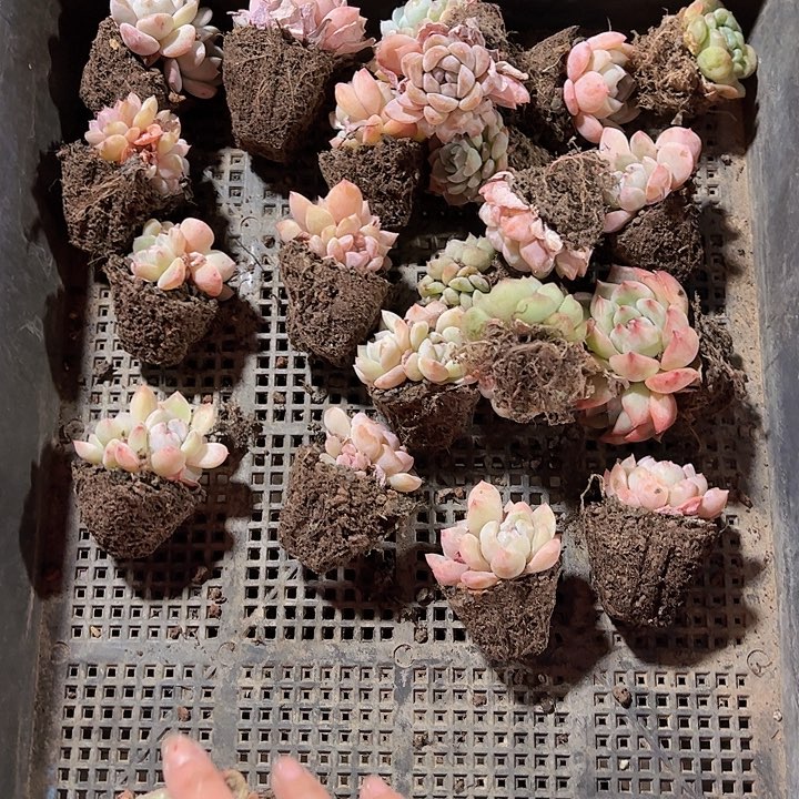 直播福利一物一拍96