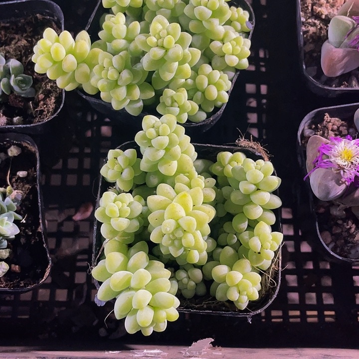 玉坠2.8带盆土发