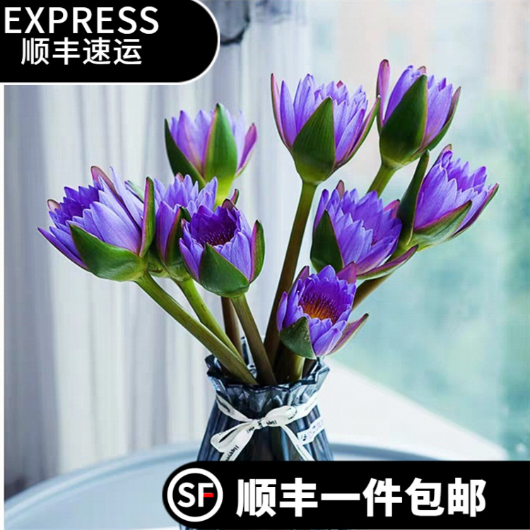 【顺丰包邮】紫色睡莲花期鲜花基地直发水养鲜切花（养护请参考教程）