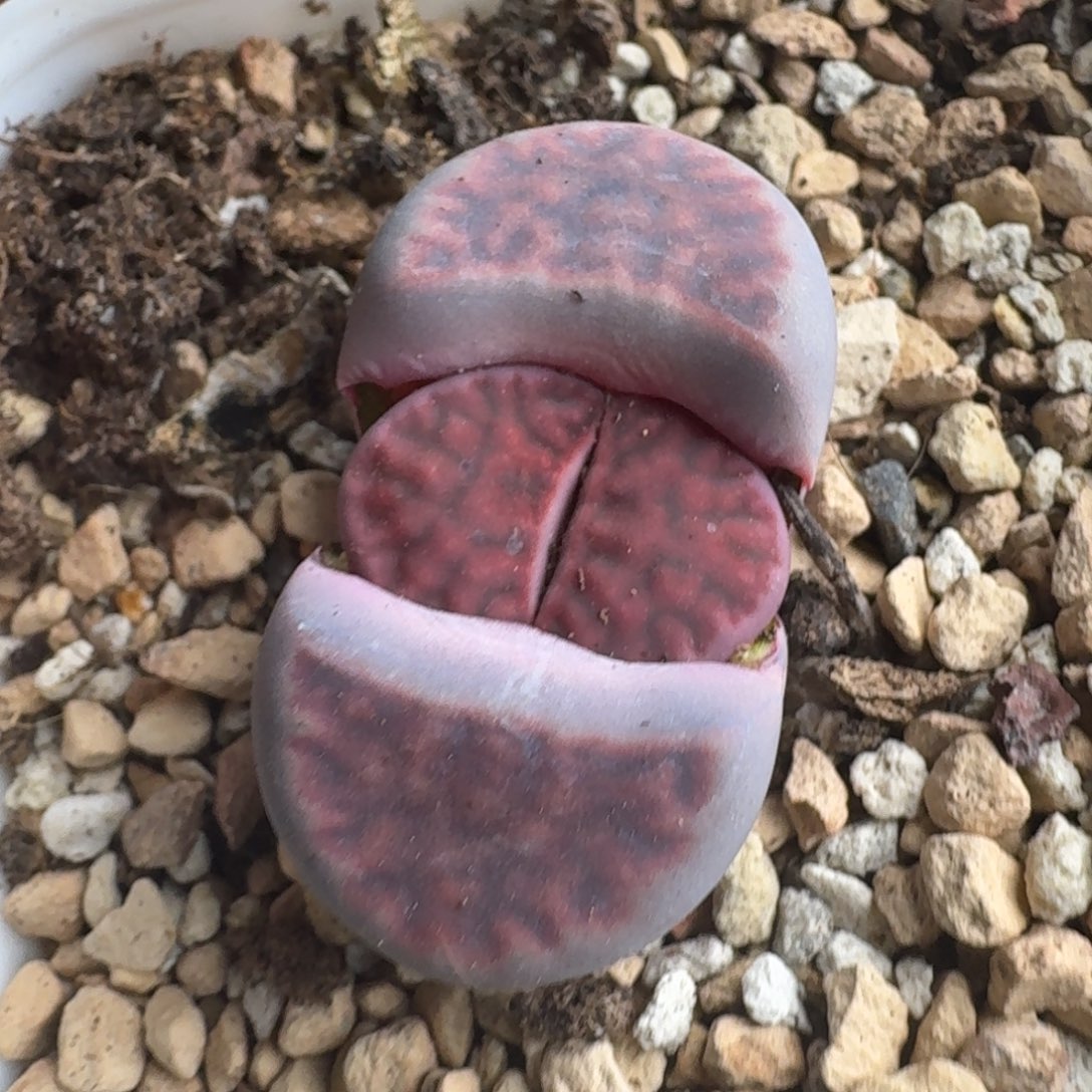 小**儿G059园艺新品紫花纹四年
