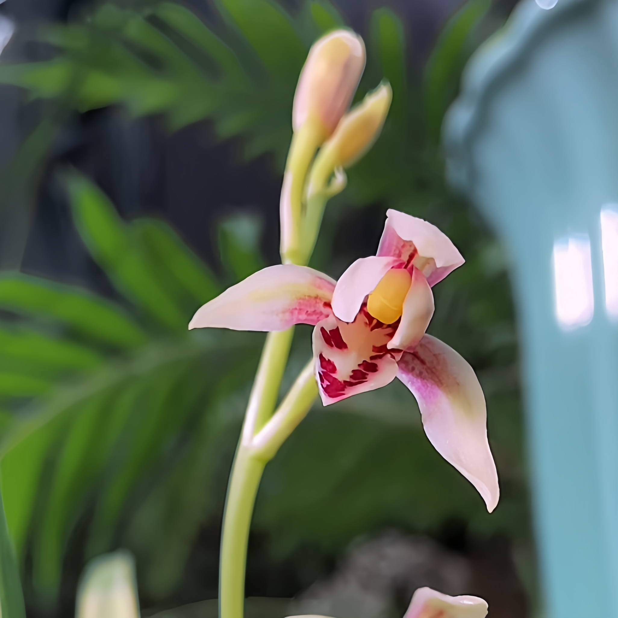 【丹顶鹤带花苞】 寒兰高端铭品 花期11月到次年2月 山区自然苗