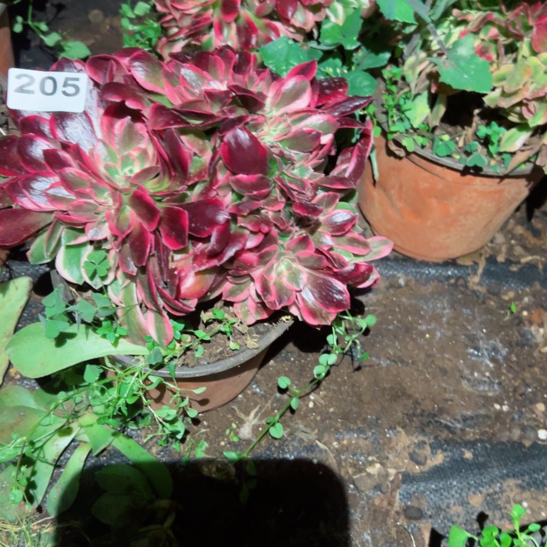 205 号多肉植物法师新年福利