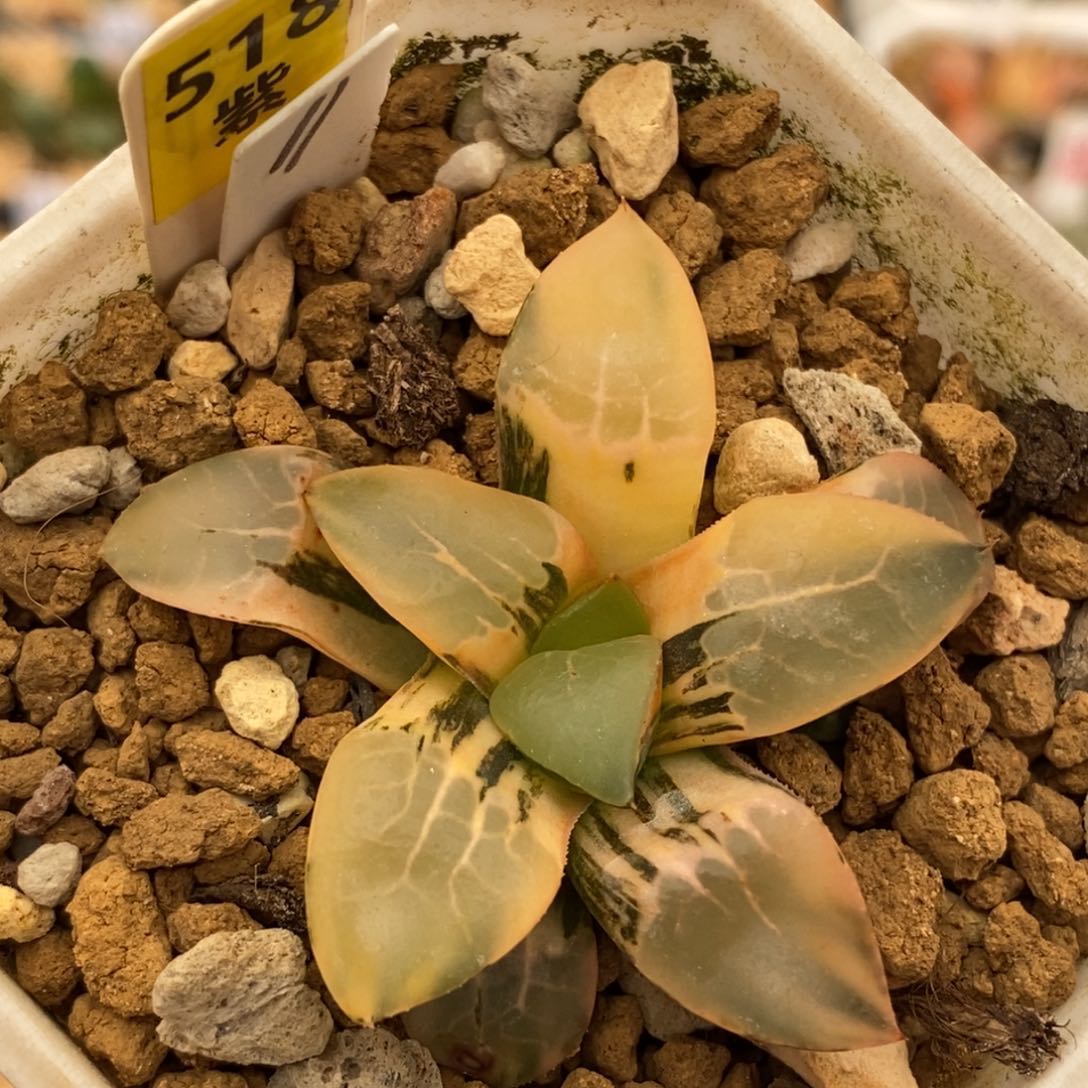 518火凤凰克多肉植物