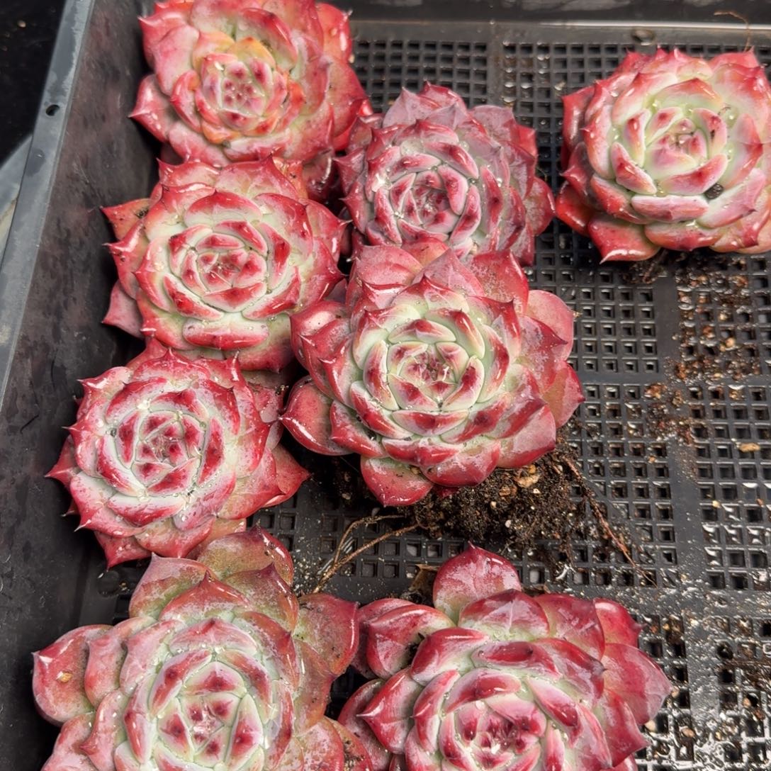 从前慢多肉精选编号1208.卡罗拉