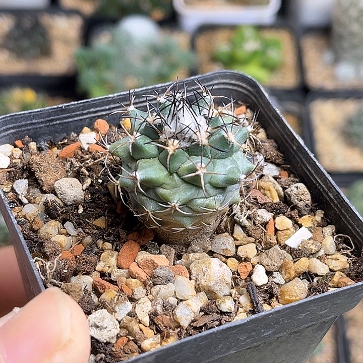 2.9公分娇丽实生球一颗