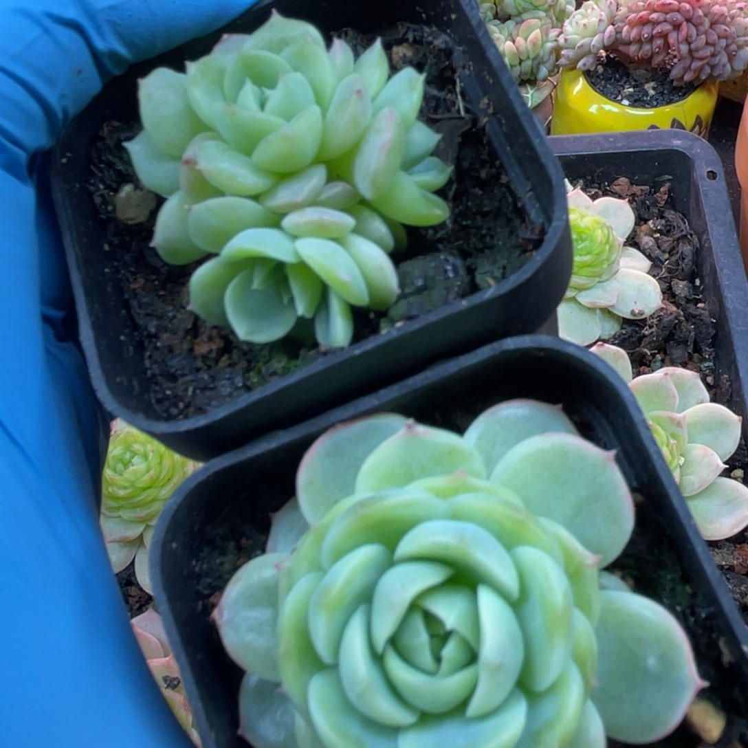 翡翠流心 叶插苗两颗