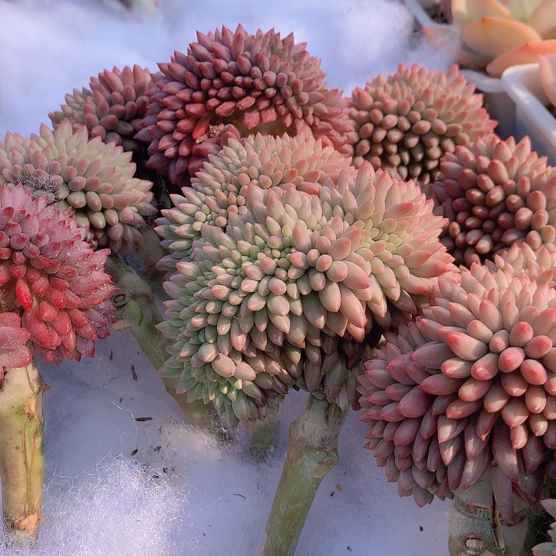 虞美人缀化346778899999