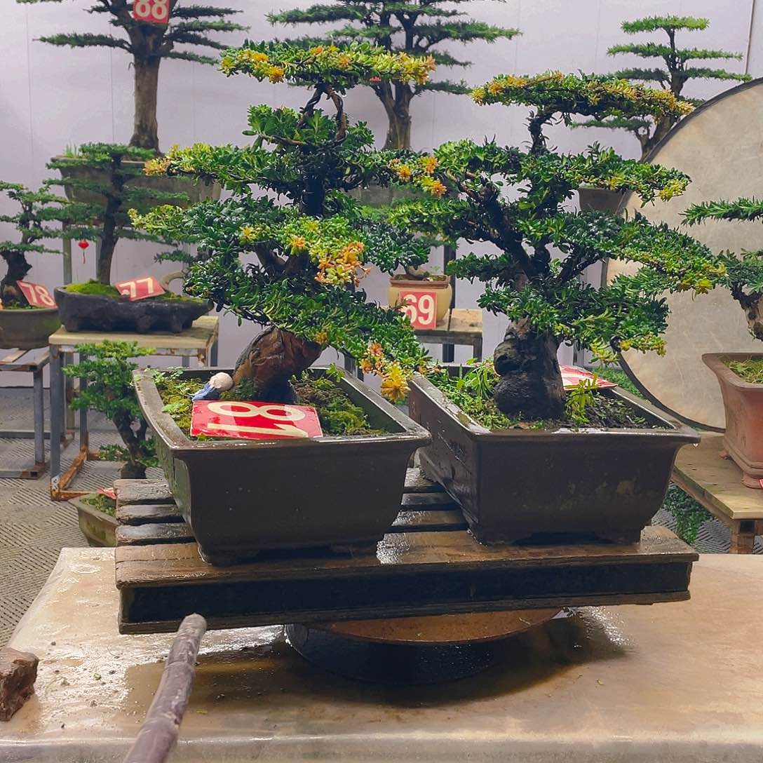 无花朵罗汉松红芽