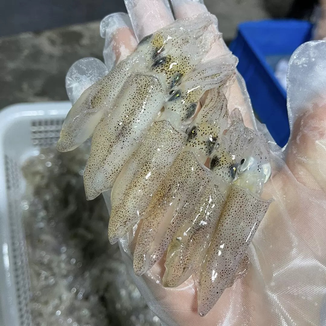东山灯光小管鱿鱼鲜活速冻发货顺丰包邮到家